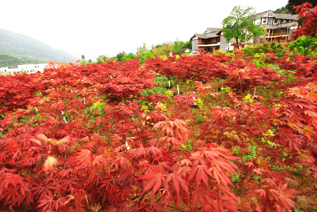 號外號外！《經(jīng)濟(jì)日報》《光明日報》先后點(diǎn)贊南江縣綠色發(fā)展之路！速來圍觀！
