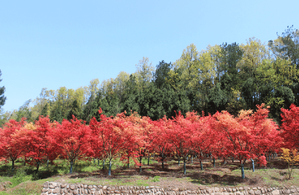 紅葉紅了 都江堰這處山谷已紅色似海 仿佛走進(jìn)童話世界里