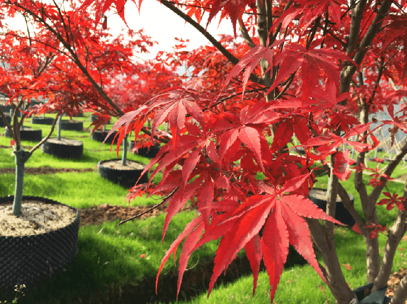 中國(guó)紅楓 中國(guó)紅楓