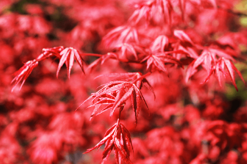 中國(guó)紅楓 中國(guó)紅楓