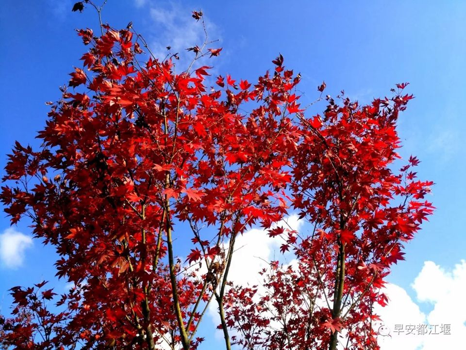 紅葉紅了 都江堰這處山谷已紅色似海 仿佛走進童話世界里 紅葉紅了 都江堰這處山谷已紅色似海 仿佛走進童話世界里