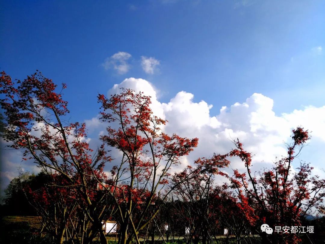 紅葉紅了 都江堰這處山谷已紅色似海 仿佛走進童話世界里 紅葉紅了 都江堰這處山谷已紅色似海 仿佛走進童話世界里