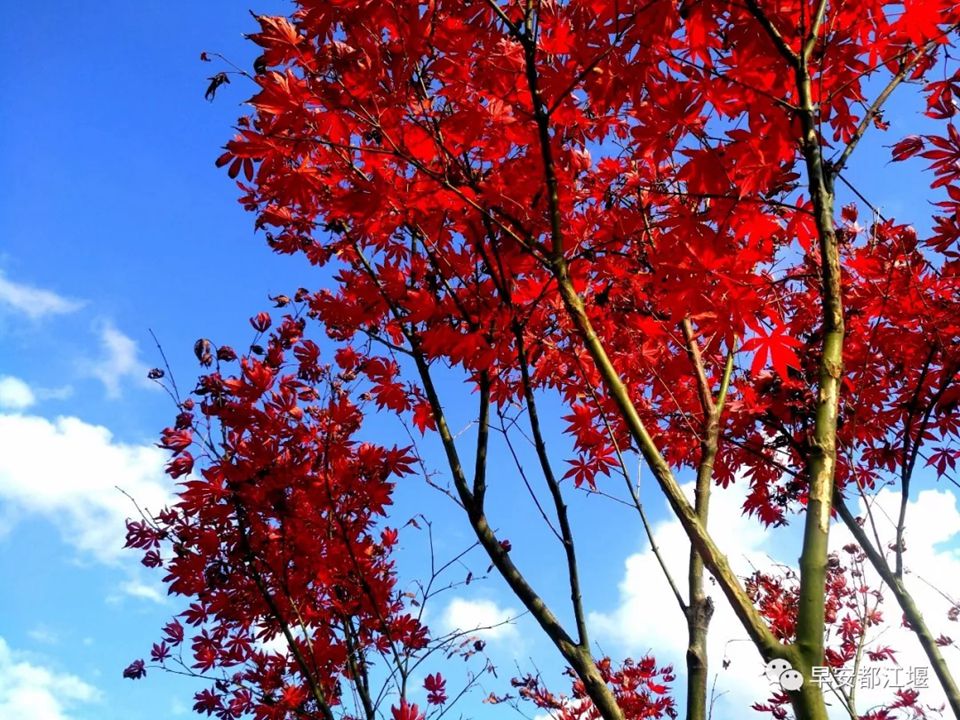 紅葉紅了 都江堰這處山谷已紅色似海 仿佛走進童話世界里 紅葉紅了 都江堰這處山谷已紅色似海 仿佛走進童話世界里