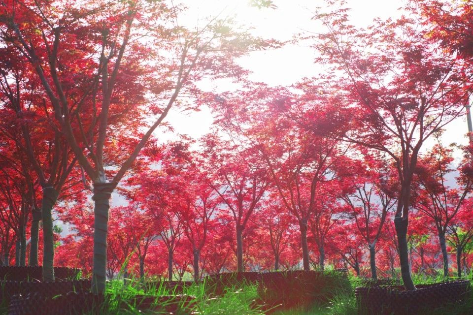 巴中兩村實(shí)踐七彩模式，齊榮膺2019四川鄉(xiāng)村振興戰(zhàn)略示范村！