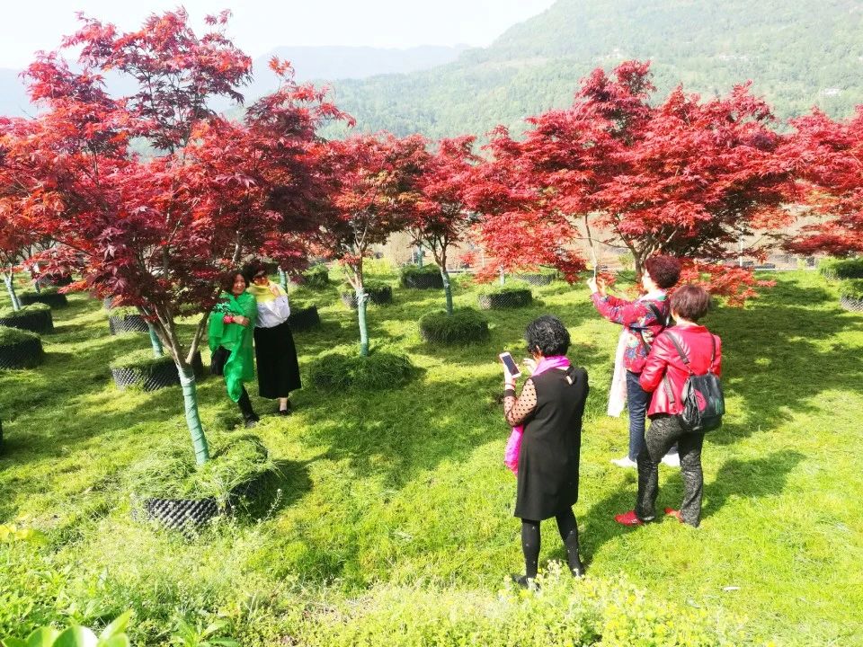 巴中兩村實(shí)踐七彩模式，齊榮膺2019四川鄉(xiāng)村振興戰(zhàn)略示范村！