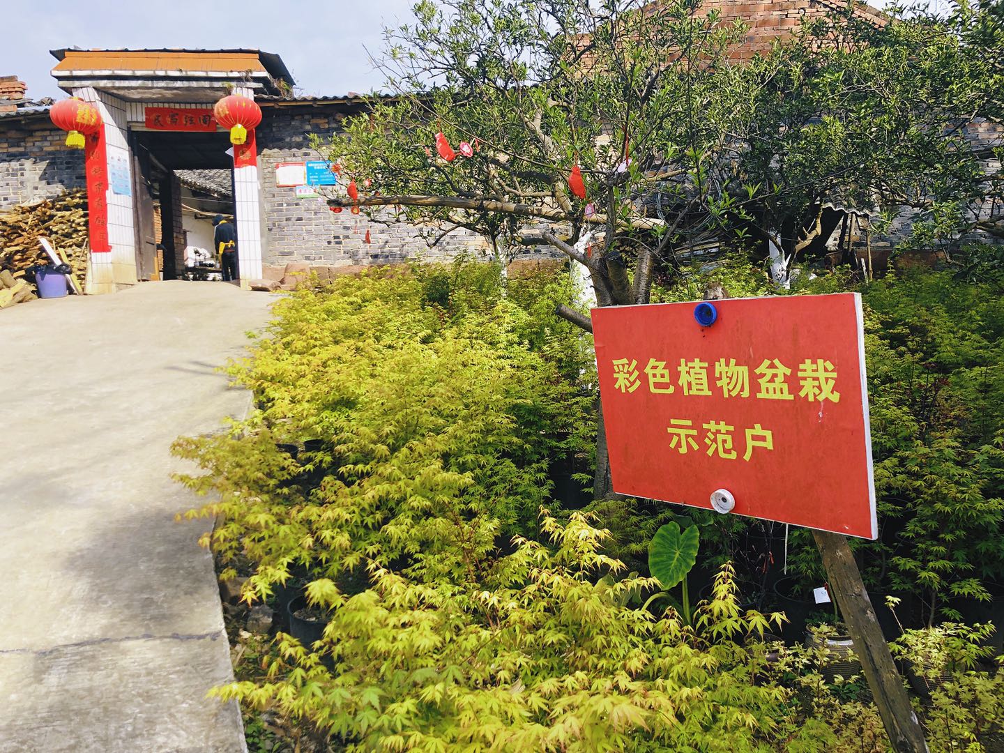 聚焦七彩|成都市副市長劉旭光調(diào)研七彩林科產(chǎn)業(yè)扶貧項目