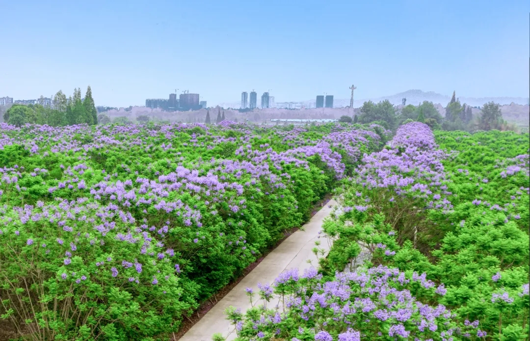 免費！七彩林科上萬株藍花楹來襲，秒殺澳洲和南非！