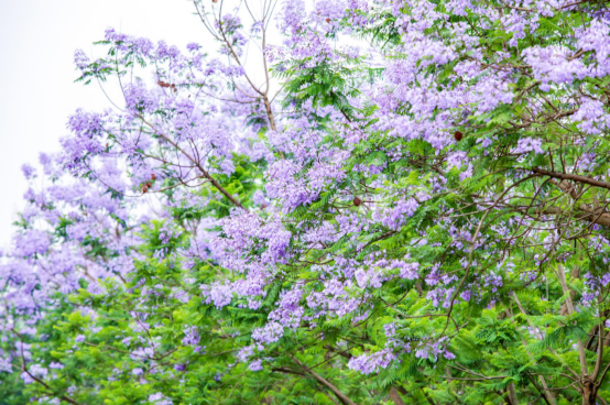 免費！七彩林科上萬株藍花楹來襲，秒殺澳洲和南非！