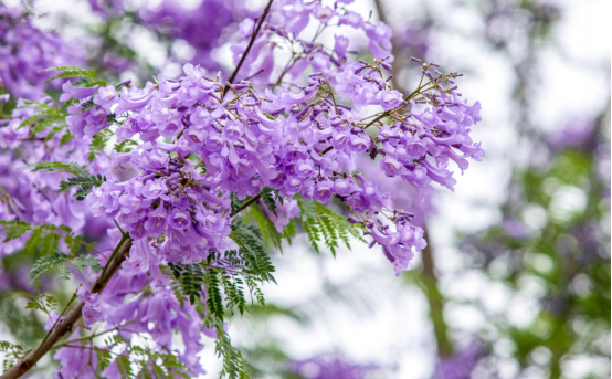 免費！七彩林科上萬株藍花楹來襲，秒殺澳洲和南非！