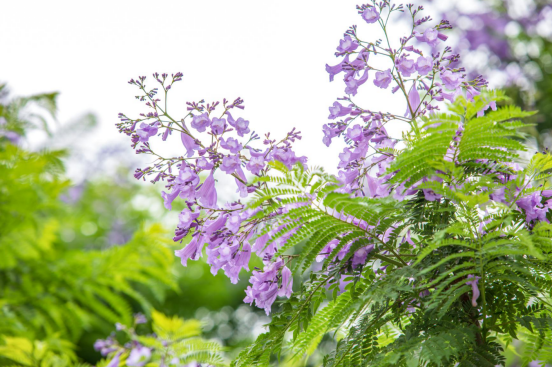 免費！七彩林科上萬株藍花楹來襲，秒殺澳洲和南非！