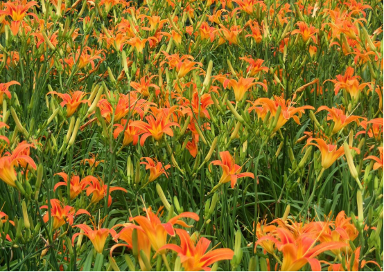 當季熱賣花灌木產(chǎn)品推介 當季熱賣花灌木產(chǎn)品推介