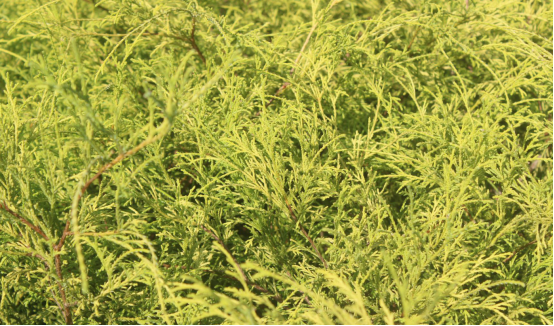 當季熱賣花灌木產(chǎn)品推介 當季熱賣花灌木產(chǎn)品推介