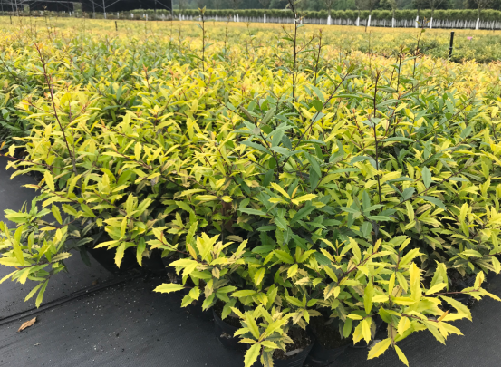 當季熱賣花灌木產(chǎn)品推介 當季熱賣花灌木產(chǎn)品推介