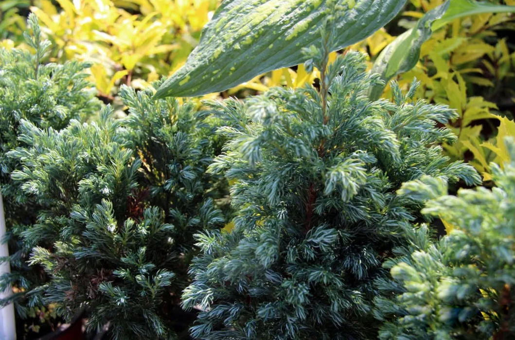 當季熱賣花灌木產(chǎn)品推介 當季熱賣花灌木產(chǎn)品推介