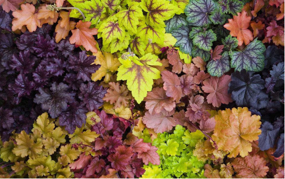 當季熱賣花灌木產(chǎn)品推介 當季熱賣花灌木產(chǎn)品推介