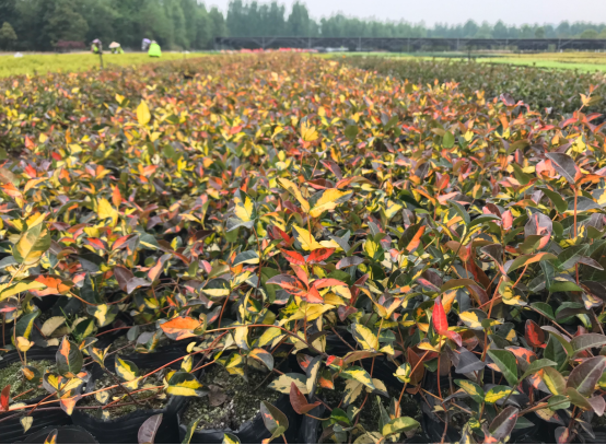 當季熱賣花灌木產(chǎn)品推介 當季熱賣花灌木產(chǎn)品推介