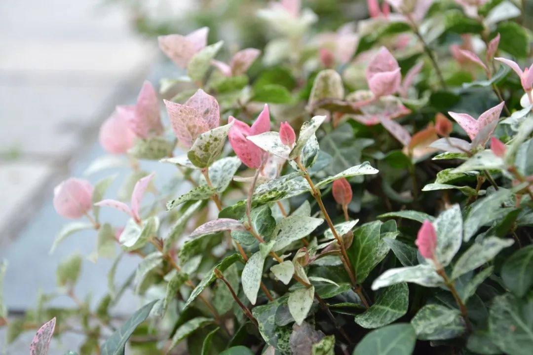 七彩苗木|無(wú)懼環(huán)境壓力，藤本植物界“顏值硬漢”正當(dāng)紅