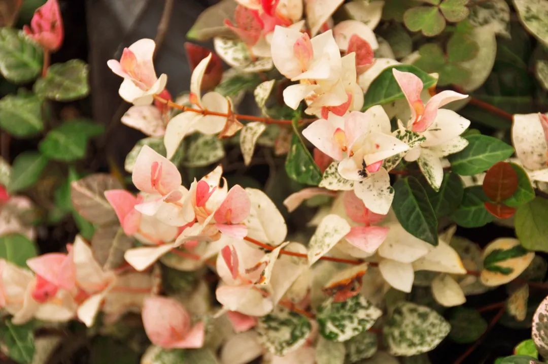 七彩苗木|無(wú)懼環(huán)境壓力，藤本植物界“顏值硬漢”正當(dāng)紅