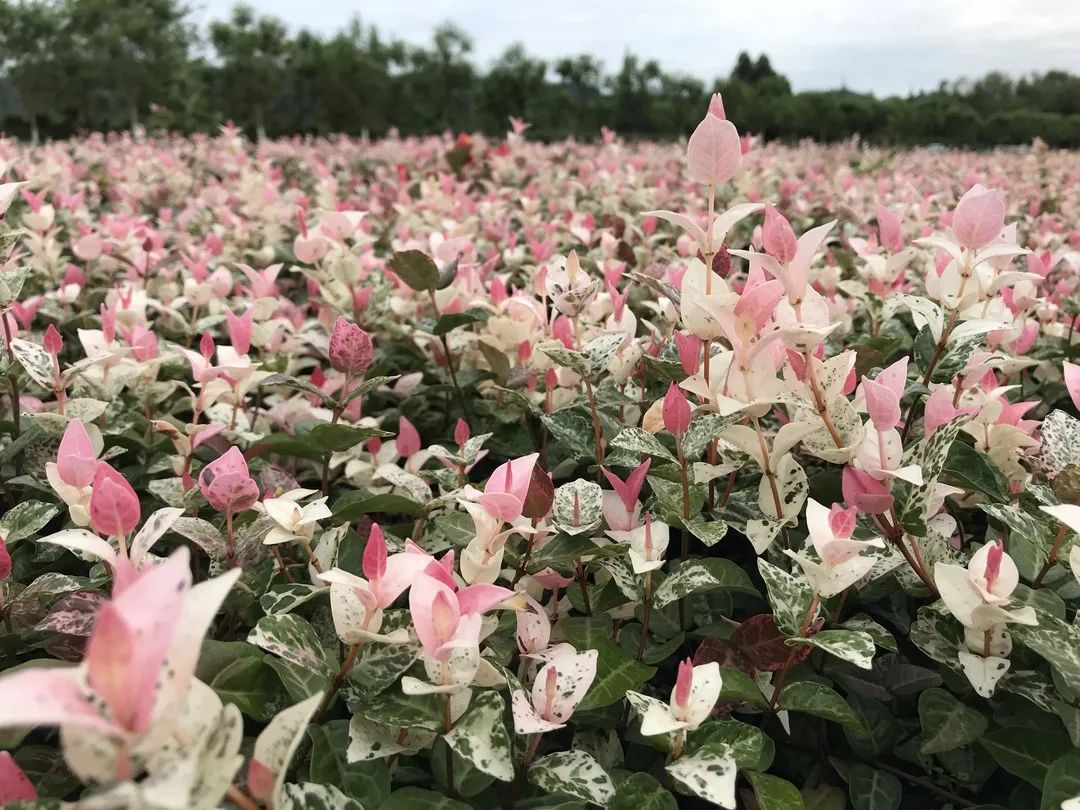 七彩苗木|無(wú)懼環(huán)境壓力，藤本植物界“顏值硬漢”正當(dāng)紅