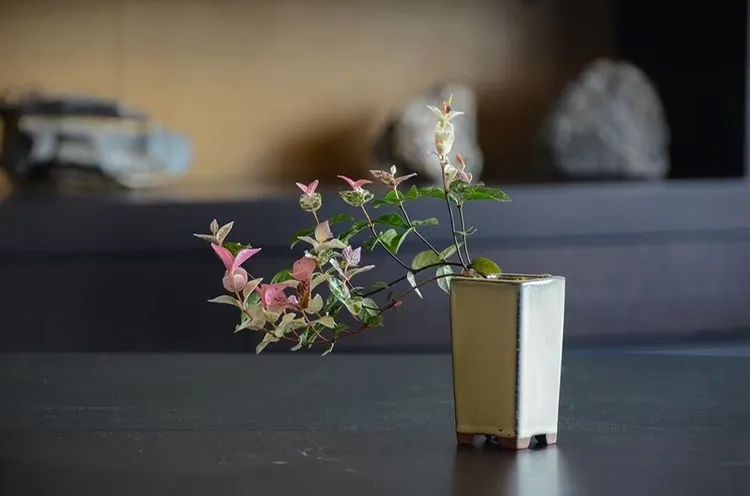 七彩苗木|無(wú)懼環(huán)境壓力，藤本植物界“顏值硬漢”正當(dāng)紅