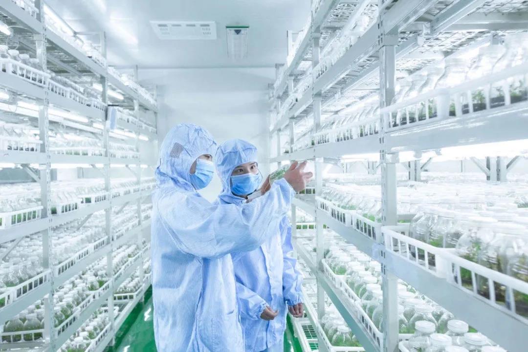 聚焦七彩|四川省委書記彭清華調(diào)研巴州區(qū)中藥材現(xiàn)代農(nóng)業(yè)園區(qū) 聚焦七彩|四川省委書記彭清華調(diào)研巴州區(qū)中藥材現(xiàn)代農(nóng)業(yè)園區(qū)