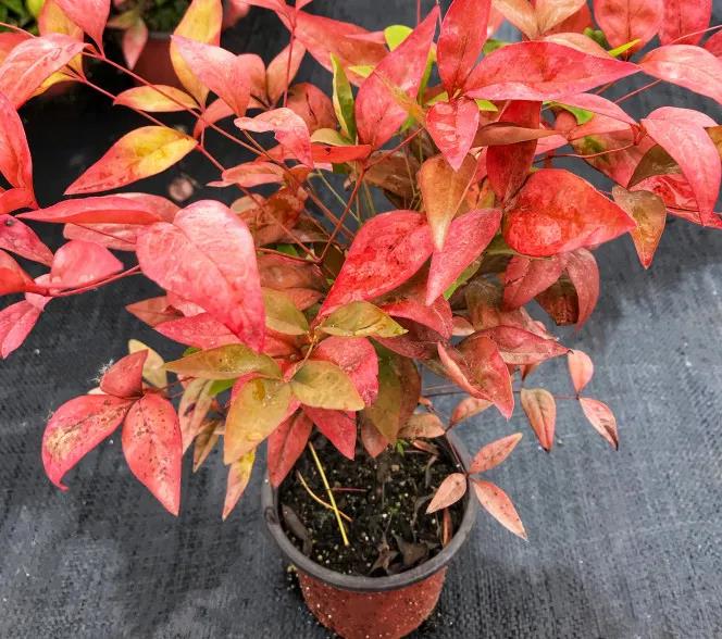 聚焦七彩|藥用觀賞植物助力中藥材產(chǎn)業(yè)走出發(fā)展新道路 聚焦七彩|藥用觀賞植物助力中藥材產(chǎn)業(yè)走出發(fā)展新道路