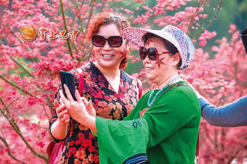 媒體聚焦|“楓”景無(wú)限，七色彩林等你來(lái)