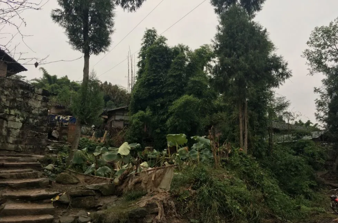 聚焦七彩|七彩苗木持續(xù)助推鄉(xiāng)村振興 聚焦七彩|七彩苗木持續(xù)助推鄉(xiāng)村振興