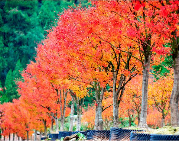 紅火樹-珊瑚閣