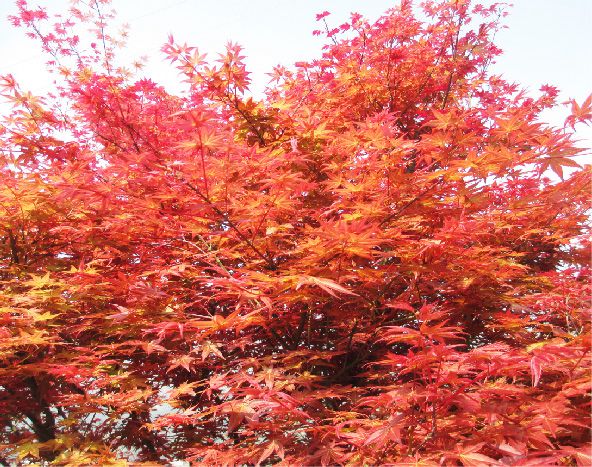 日本紅楓
