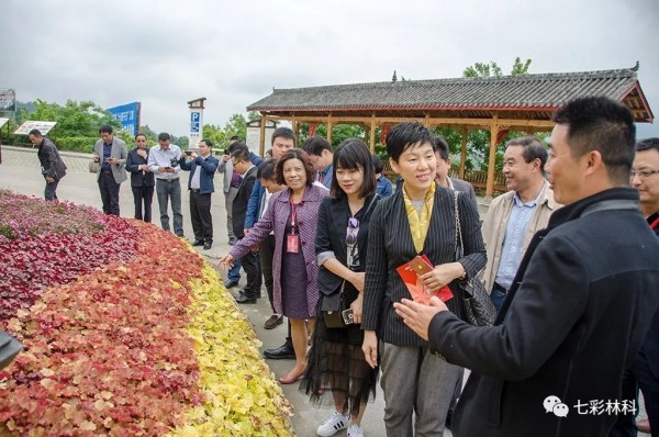 四川巴中召開專題研討會，請專家把脈——— 彩色苗木產(chǎn)業(yè)該如何發(fā)展？