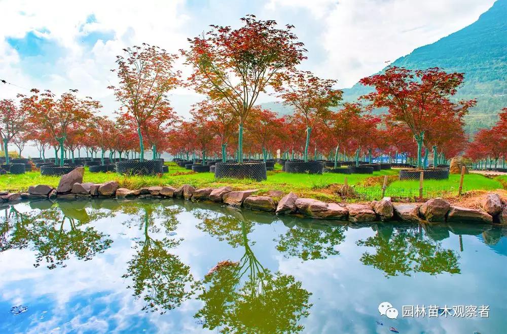 對話七彩林業(yè)總經(jīng)理王明理：企業(yè)如何為“美麗中國”助力？