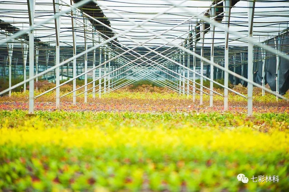 打造行業(yè)“領(lǐng)頭羊”加速農(nóng)業(yè)產(chǎn)業(yè)化