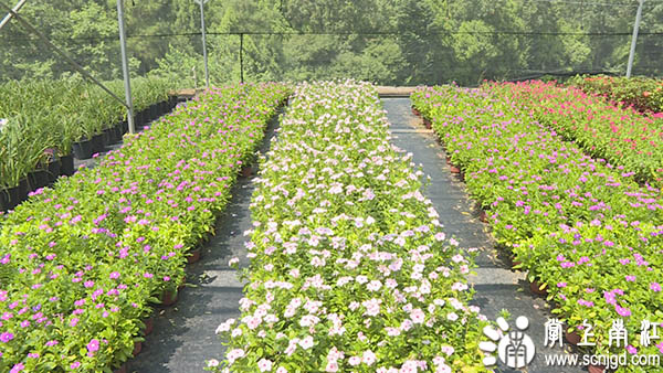 1535014618753868.jpg Still0823_00003.jpg