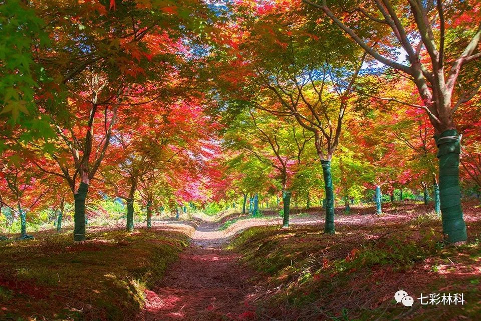 正直鎮(zhèn)長灘村：聚焦富民增收 走好“鄉(xiāng)村振興”路