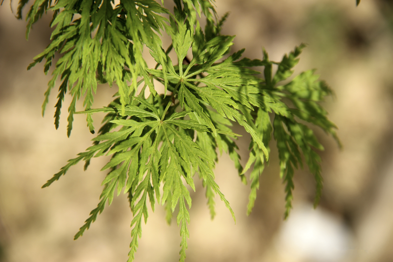 聚焦七彩｜“青龍”、“金貴”獲四川省林木良種認(rèn)定