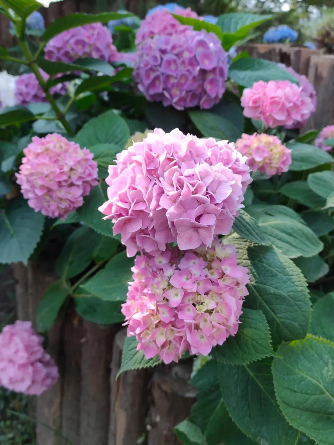 聚焦七彩 | 美炸！七彩林科薔薇花盛開，快來打卡“網(wǎng)紅花墻”！