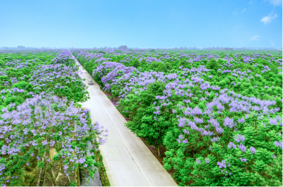 免費(fèi)！七彩林科上萬株藍(lán)花楹來襲，秒殺澳洲和南非！