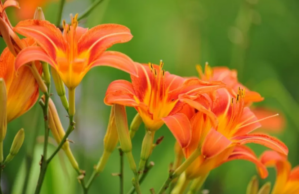 何以忘憂，堂前萱草！