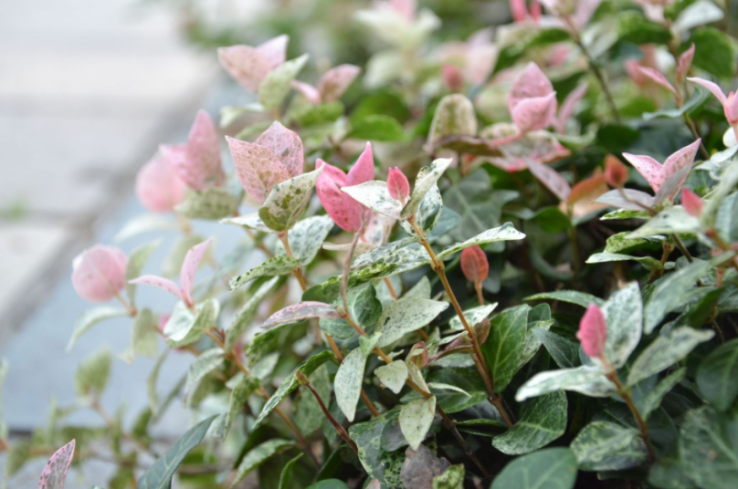 七彩苗木|無懼環(huán)境壓力，藤本植物界“顏值硬漢”正當紅