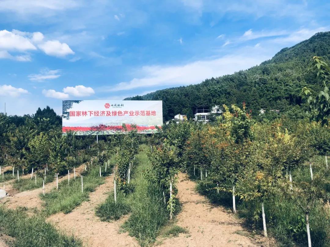 聚焦七彩|以科技創(chuàng)新助力巴中中藥材產(chǎn)業(yè)高質(zhì)量發(fā)展