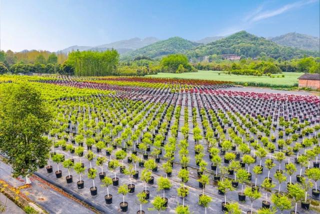 七彩苗木|容器苗：給我一片沙漠，長出一方綠洲