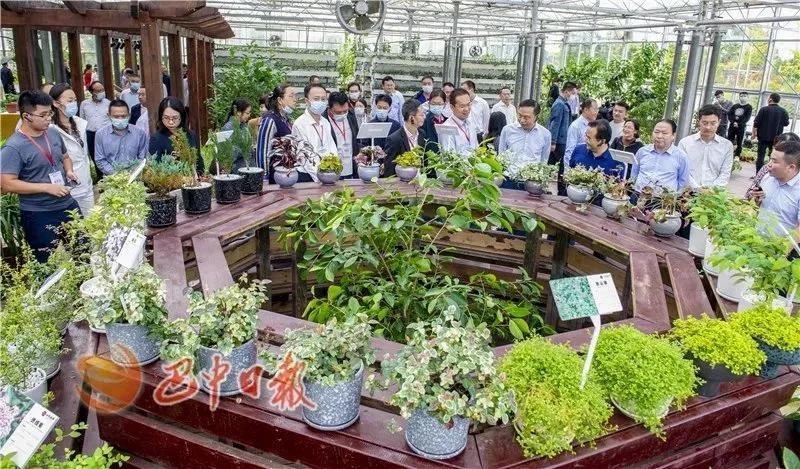 聚焦七彩|藥用觀賞植物助力中藥材產(chǎn)業(yè)走出發(fā)展新道路