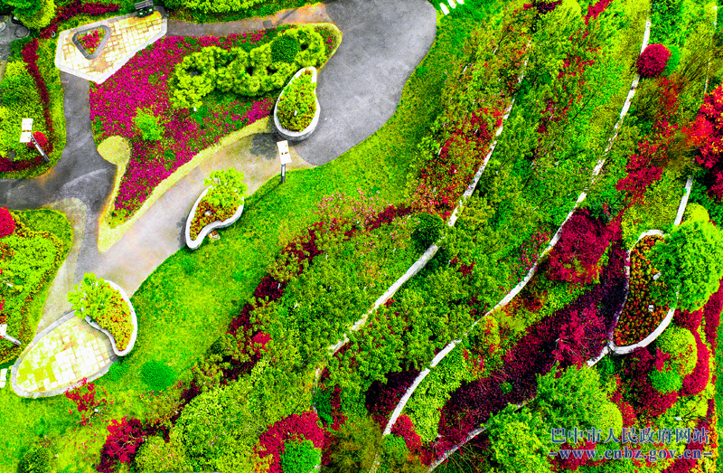 南江縣正直鎮(zhèn)七彩林業(yè)掠影